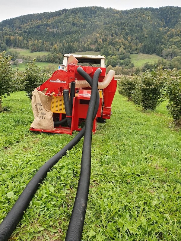 Haselnuss-Ernte im Herbst