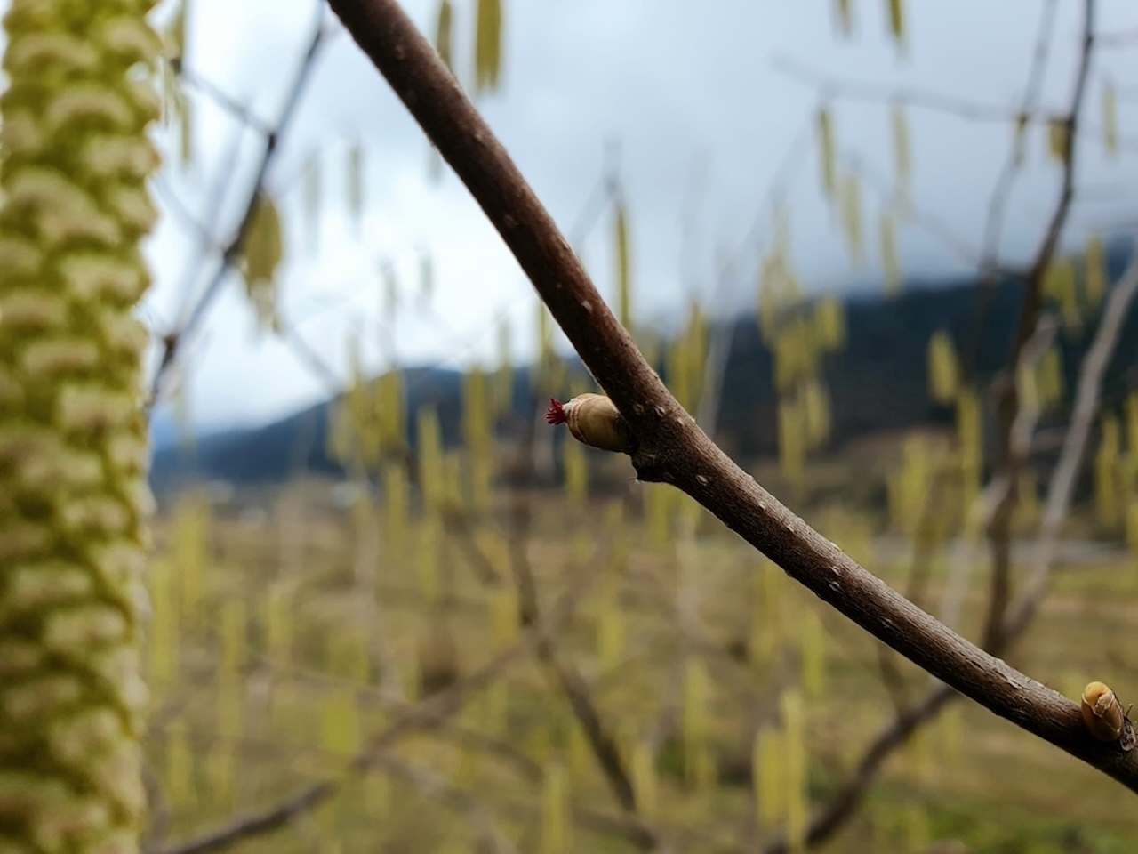 Haselnusssträucher in der Plantage
