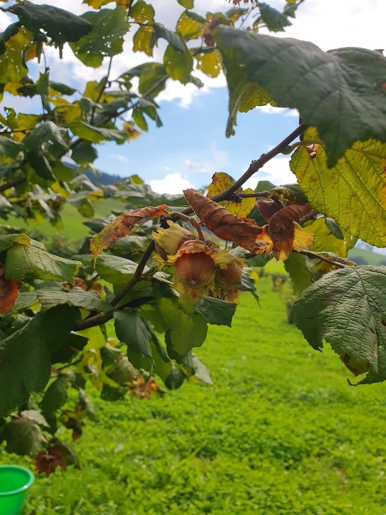 Handverlesung der Haselnüsse